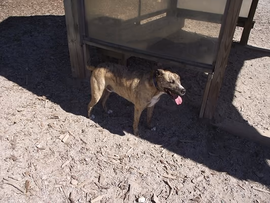 Valley Street Dog Park photo 1